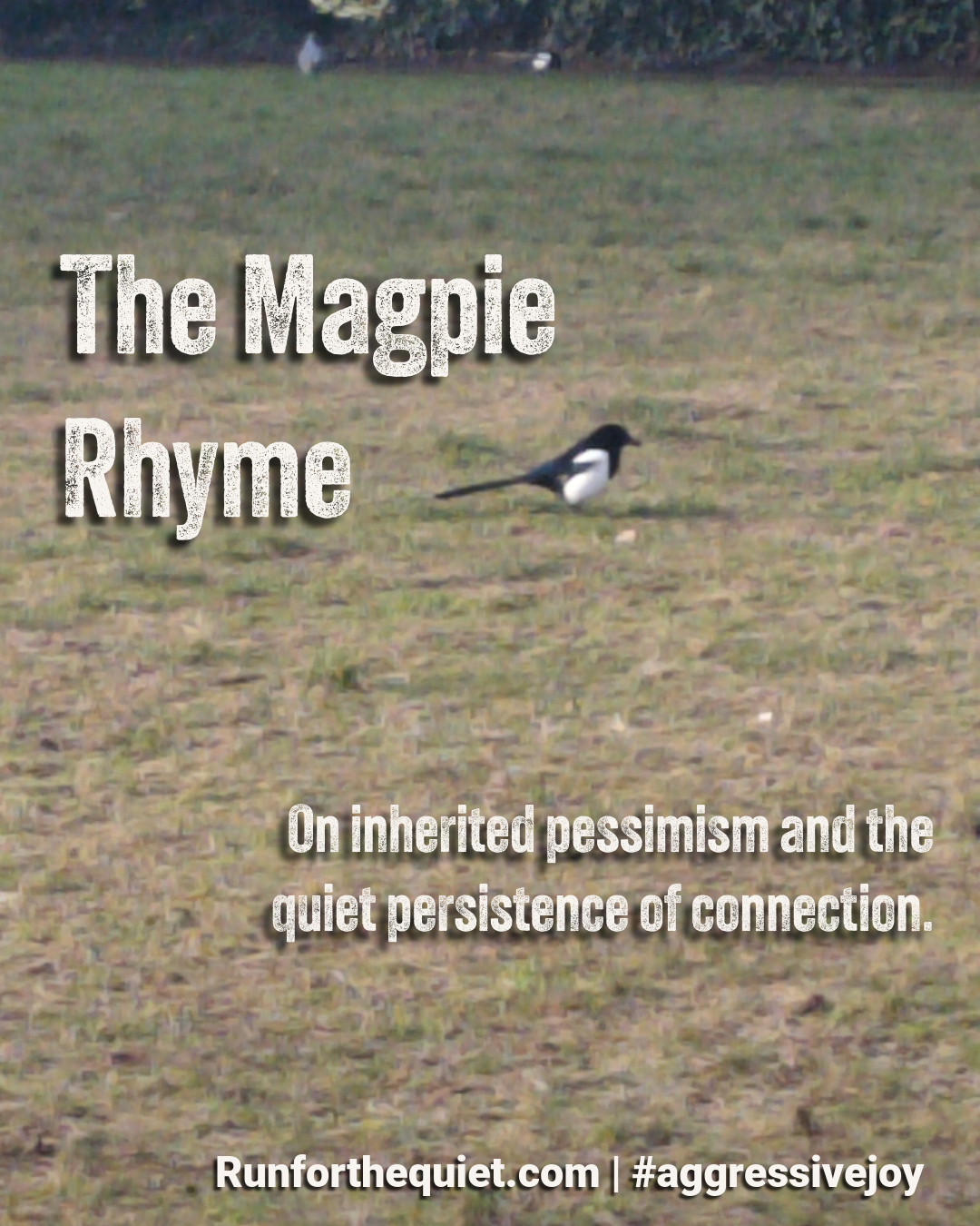 A blurred photograph of a magpie standing in a grassy field, with a second magpie faintly visible in the background near a hedge. Overlaid text reads: “The Magpie Rhyme” and “On inherited pessimism and the quiet persistence of connection.” The footer reads “Runforthequiet.com | #aggressivejoy”.